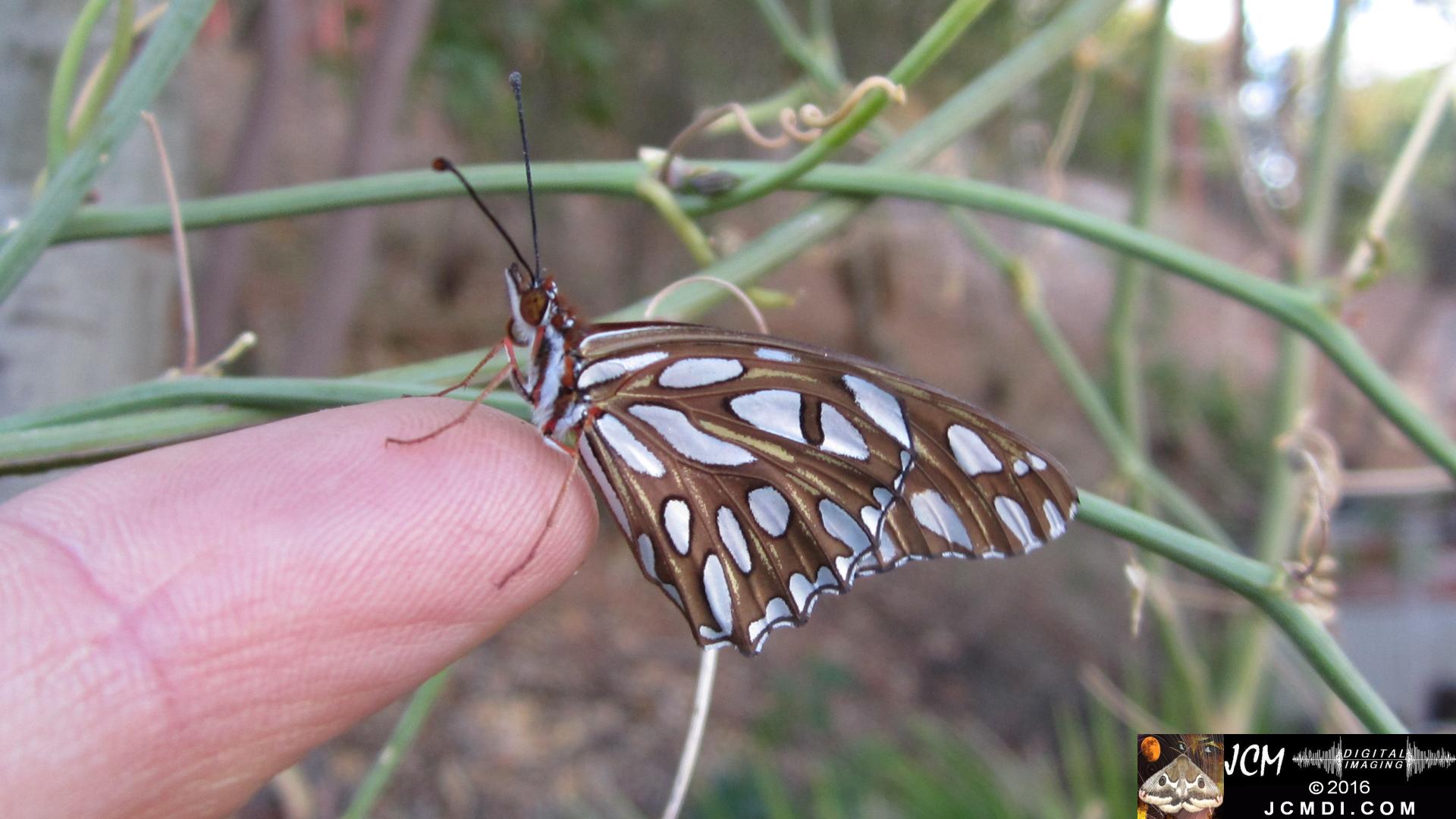 20160918 IMG_0739 Gulf Fritillary Butterfly on finger (release).jpg